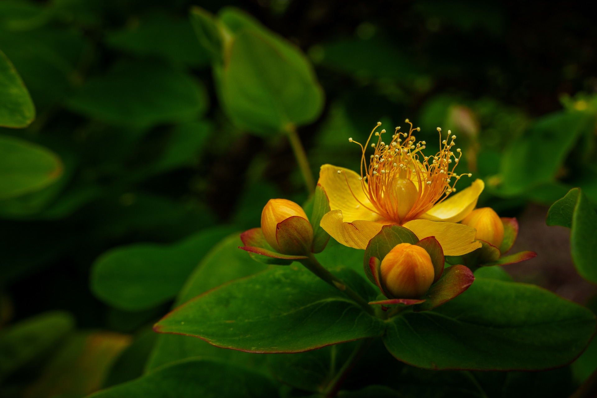 Yellow hypericum flower with radiating stamens, dark foliage behind